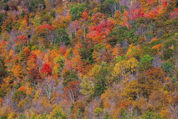 Gulin, Sylvia 아티스트의 USA-New England-Vermont-Plymouth-Fall colors on hillside작품입니다.